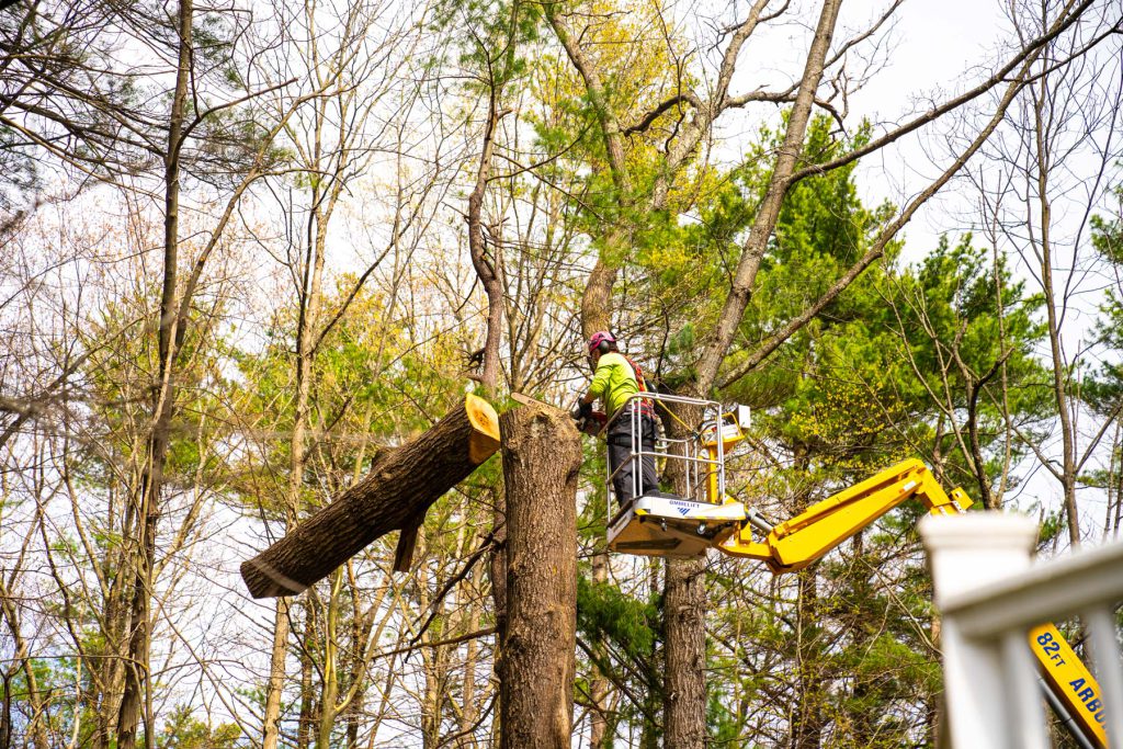 Urban Timber Tree Services