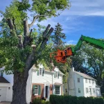 Expelling a Tree Legally