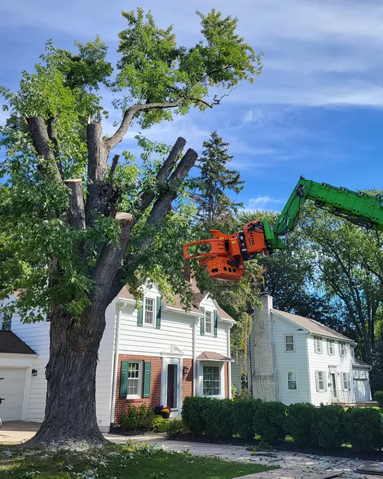 Expelling a Tree Legally